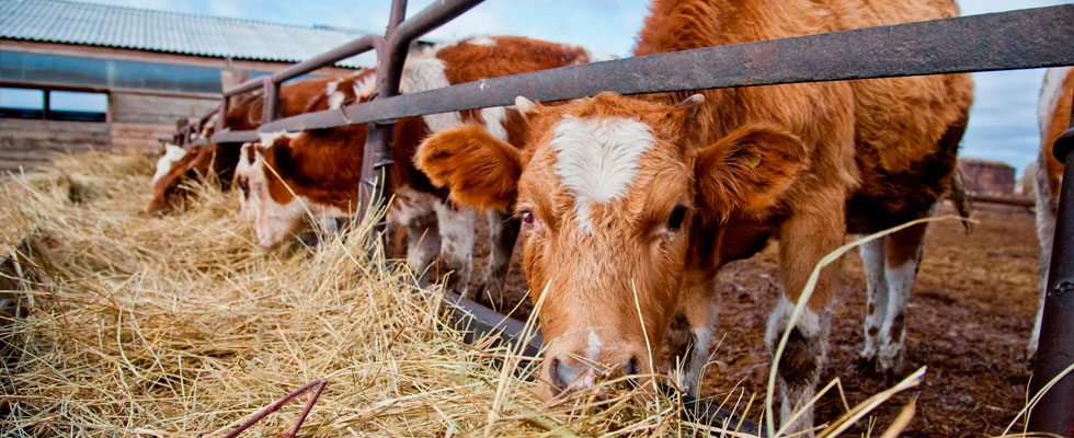 Abrechnung eines landwirtschaftlichen Betriebes